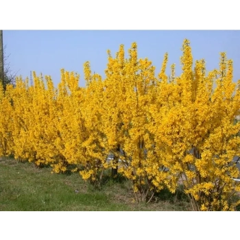 FORSYCJA żółte słońce w ogrodzie - sadzonki 40 / 60 cm